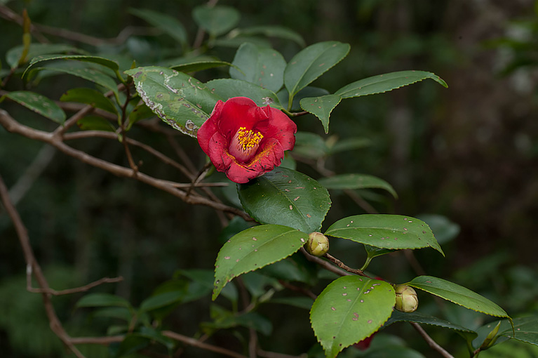 ヤブツバキ Camellia japonica