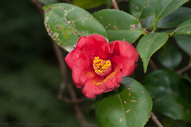 ヤブツバキ Camellia japonica