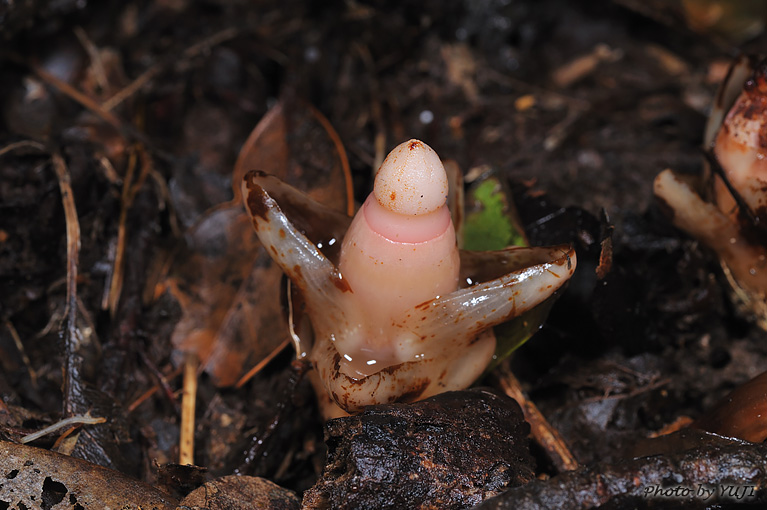 ヤッコソウ Mitrastemma yamamotoi