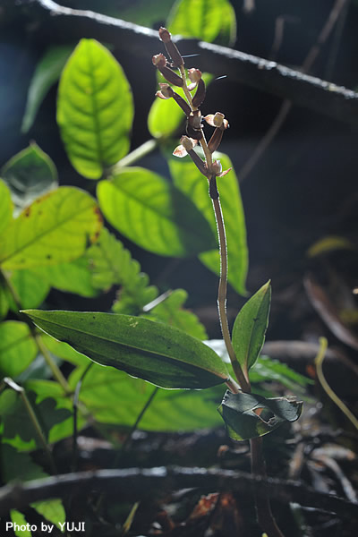 ヤクシマアカシュスラン Hetaeria yakusimensis