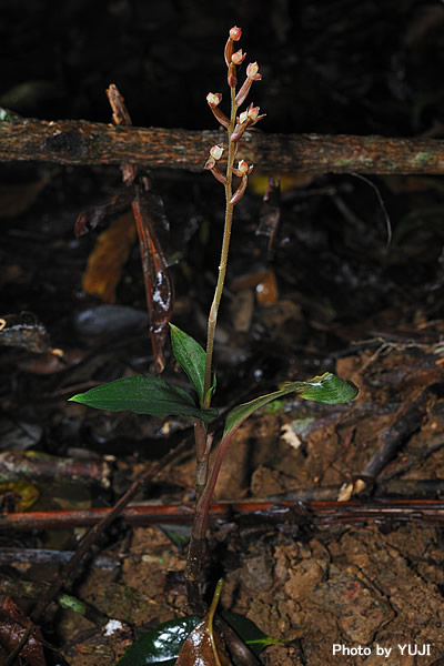 ヤクシマアカシュスラン Hetaeria yakusimensis