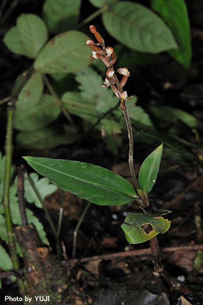 ヤクシマアカシュスラン Hetaeria yakusimensis