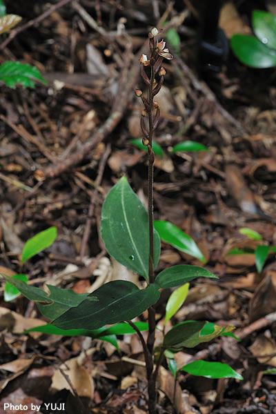 ヤクシマアカシュスラン Hetaeria yakusimensis