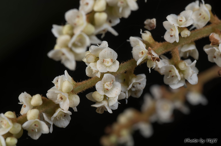 ヤマビワ Meliosma rigida