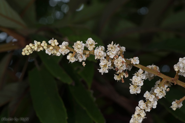 ヤマビワ Meliosma rigida