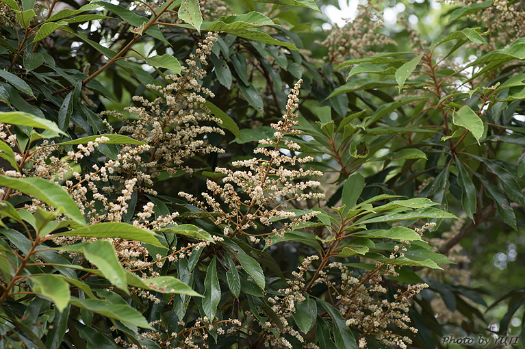 ヤマビワ Meliosma rigida