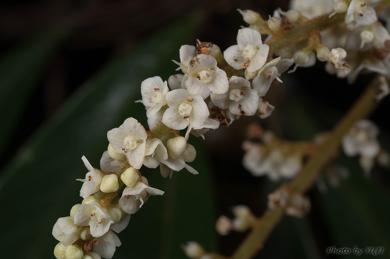 ヤマビワ Meliosma rigida