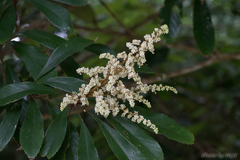 ヤマビワ Meliosma rigida