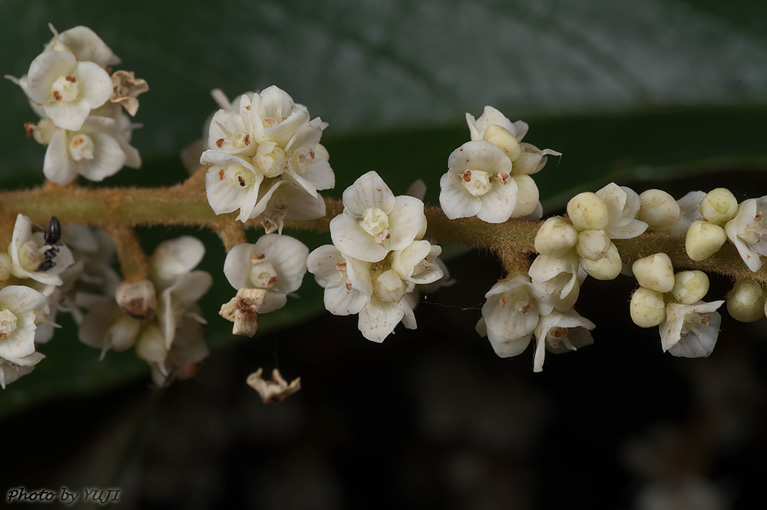 ヤマビワ Meliosma rigida