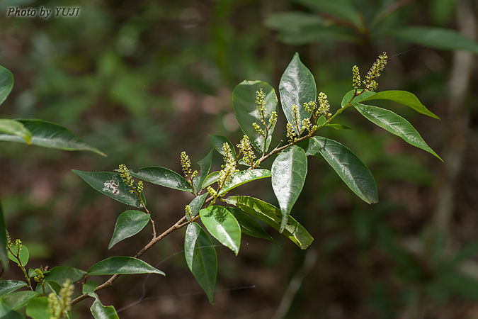 ヤマヒハツ Antidesma japonicum