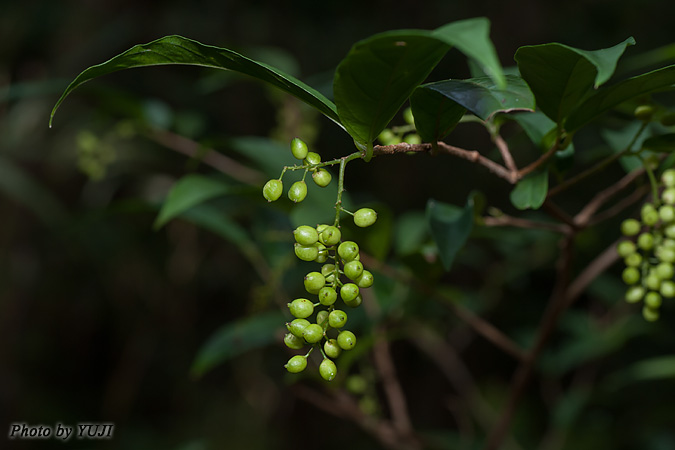 ヤマヒハツ Antidesma japonicum