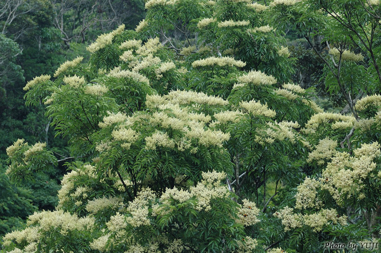 ヤンバルアワブキ フシノハアワブキ Meliosma arnottiana