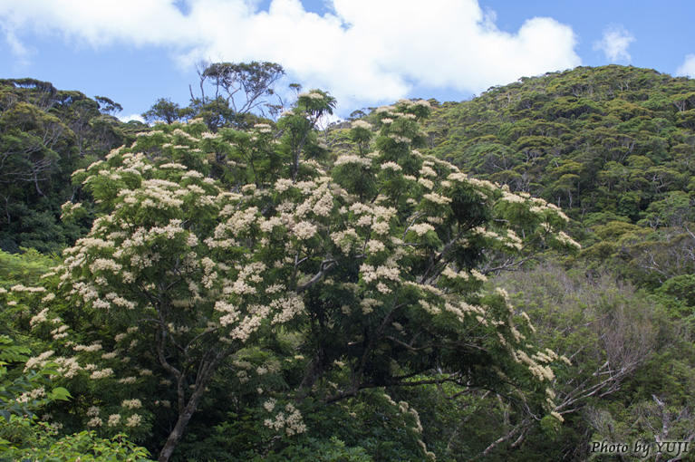 ヤンバルアワブキ フシノハアワブキ Meliosma arnottiana