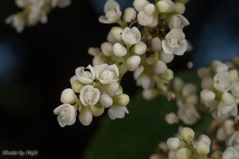 ヤンバルアワブキ フシノハアワブキ Meliosma arnottiana