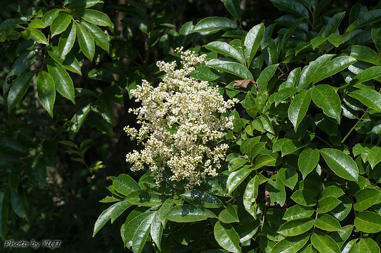 ヤンバルアワブキ フシノハアワブキ Meliosma arnottiana