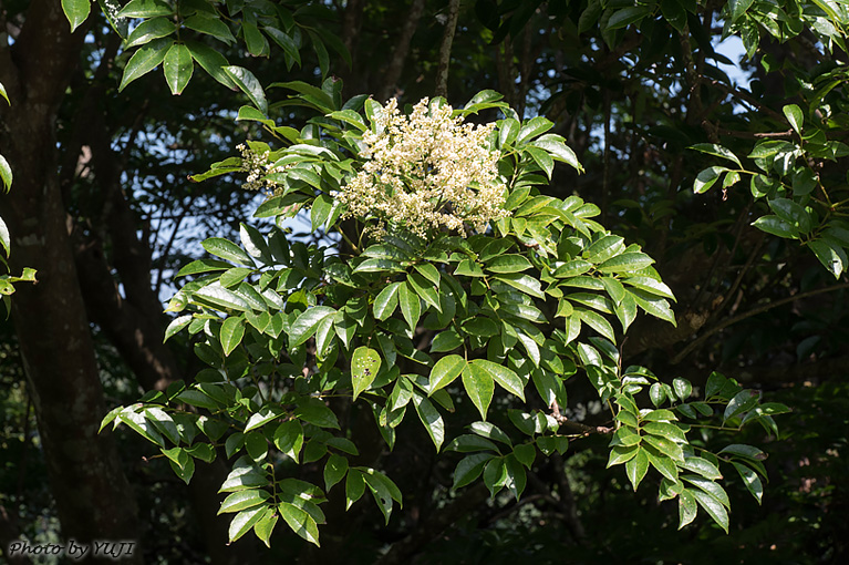 ヤンバルアワブキ フシノハアワブキ Meliosma arnottiana