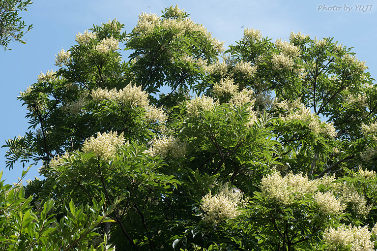 ヤンバルアワブキ フシノハアワブキ Meliosma arnottiana