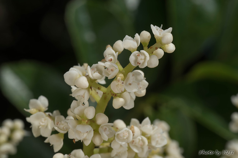 ヤンバルアワブキ フシノハアワブキ Meliosma arnottiana