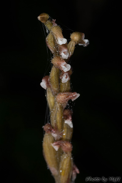 ヤンバルキヌラン Zeuxine gracilis var. tenuifolia