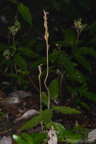 ヤンバルキヌラン Zeuxine gracilis var. tenuifolia