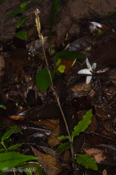 ヤンバルキヌラン Zeuxine gracilis var. tenuifolia