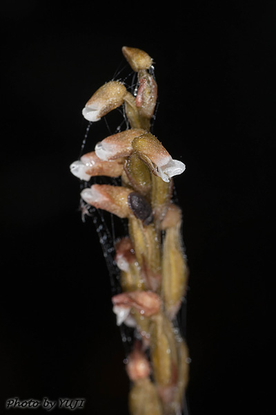 ヤンバルキヌラン Zeuxine gracilis var. tenuifolia