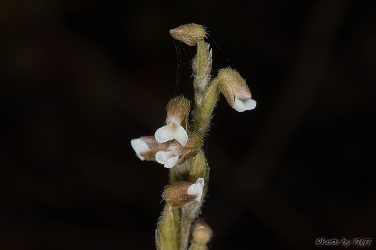 ヤンバルキヌラン Zeuxine gracilis var. tenuifolia