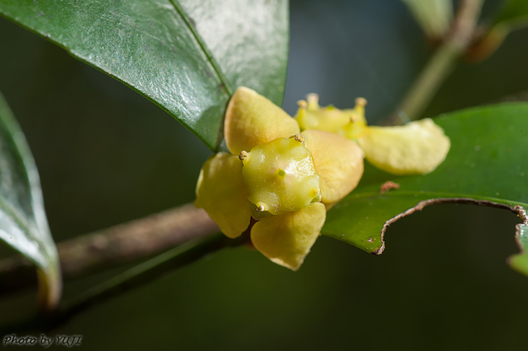 ヤンバルマユミ Euonymus tashiroi