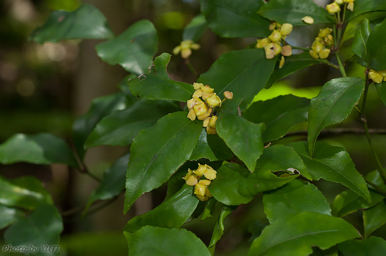 ヤンバルマユミ Euonymus tashiroi