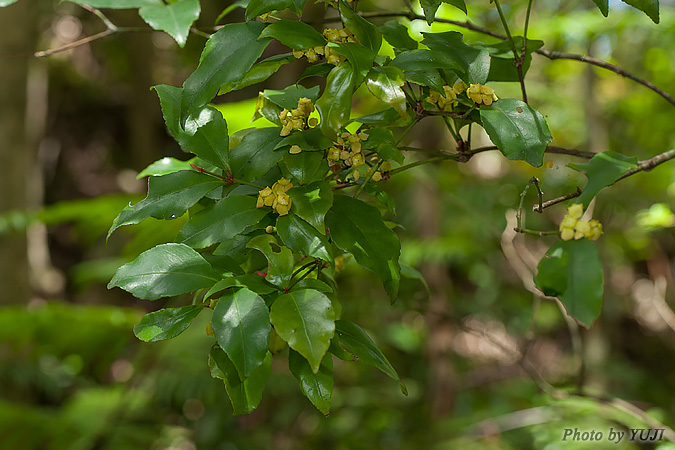 ヤンバルマユミ Euonymus tashiroi