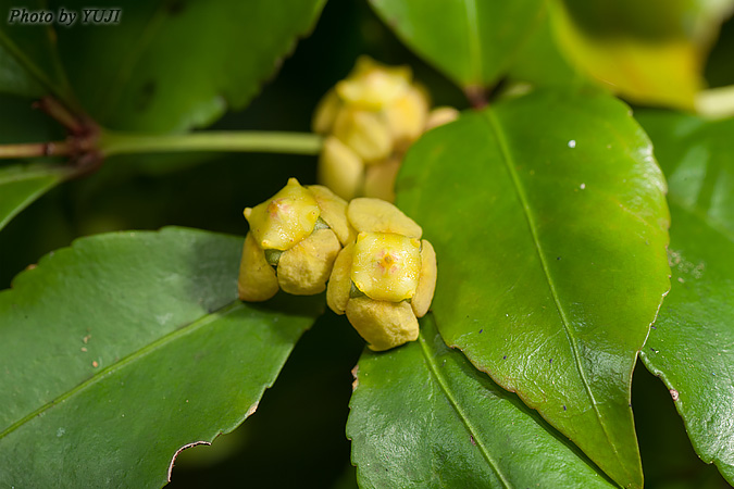 ヤンバルマユミ Euonymus tashiroi