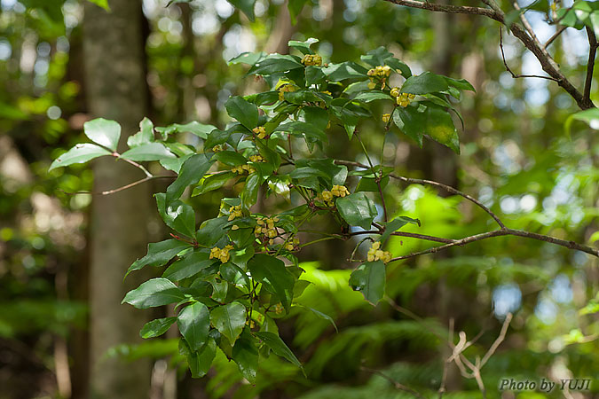 ヤンバルマユミ Euonymus tashiroi