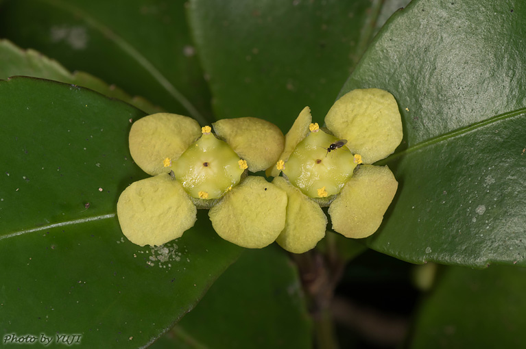 ヤンバルマユミ Euonymus tashiroi