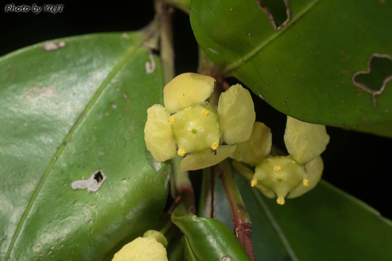 ヤンバルマユミ Euonymus tashiroi