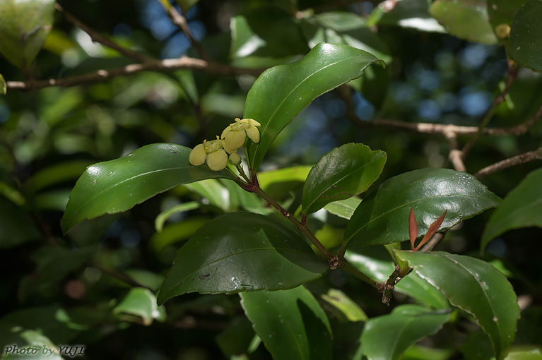 ヤンバルマユミ Euonymus tashiroi