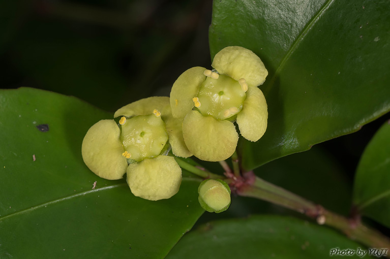 ヤンバルマユミ Euonymus tashiroi