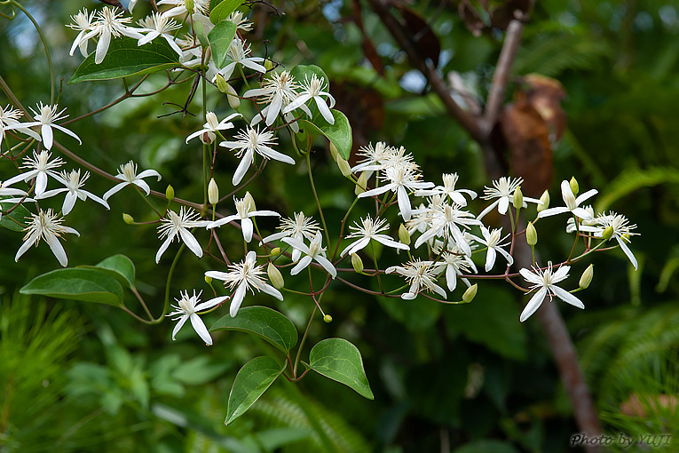 ヤンバルセンニンソウ Clematis meyeniana