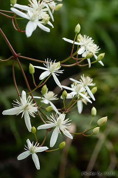 ヤンバルセンニンソウ Clematis meyeniana