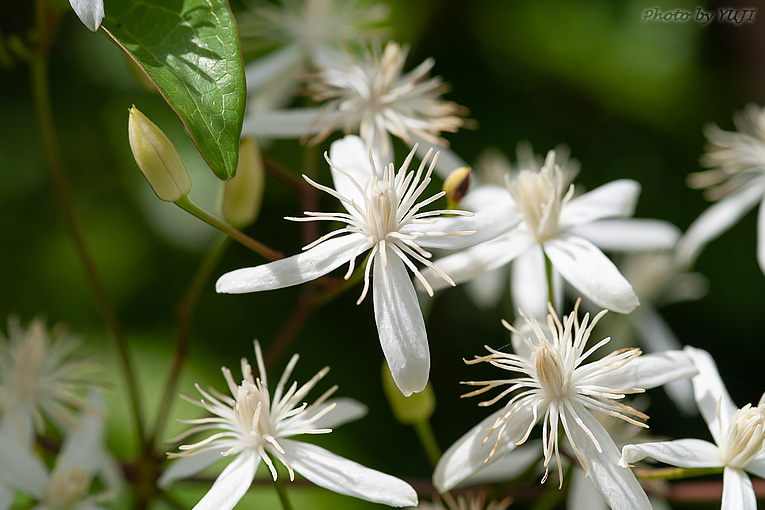 ヤンバルセンニンソウ Clematis meyeniana