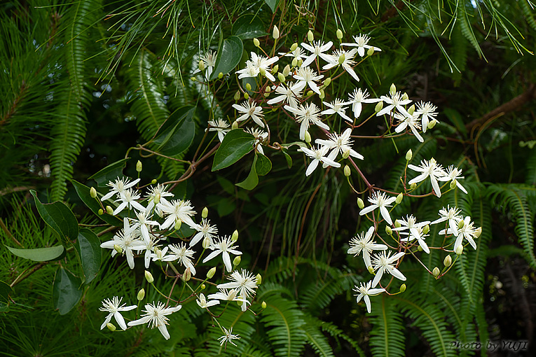 ヤンバルセンニンソウ Clematis meyeniana
