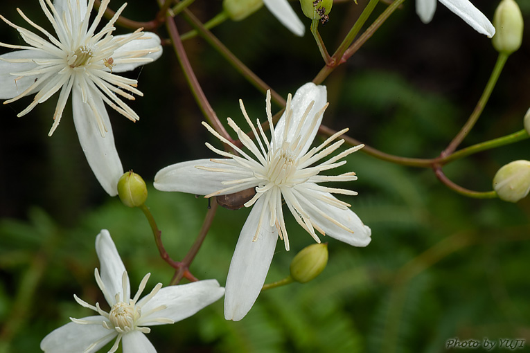 ヤンバルセンニンソウ Clematis meyeniana