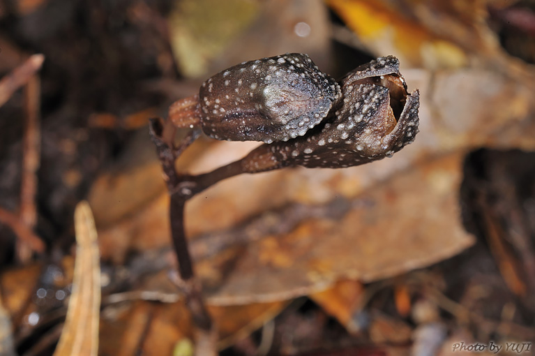 ヤンバルヤツシロラン ハルザキヤツシロラン Gastrodia nipponicoides