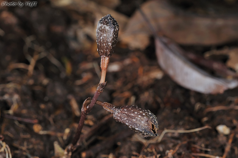 ヤンバルヤツシロラン ハルザキヤツシロラン Gastrodia nipponicoides