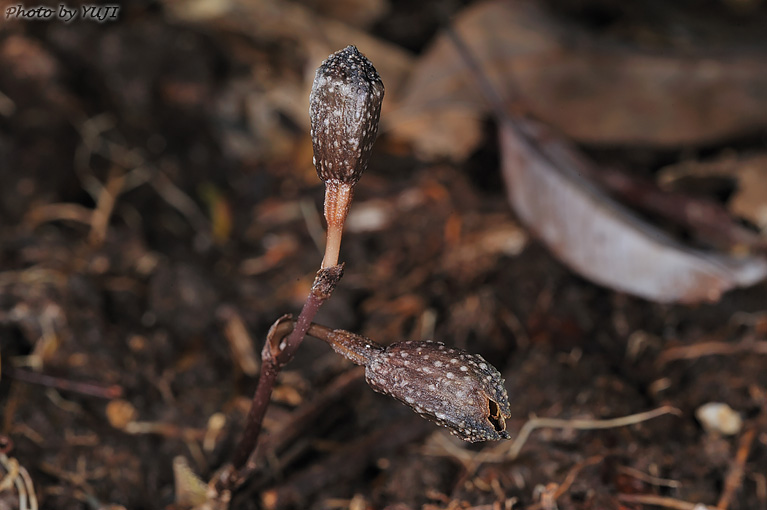 ヤンバルヤツシロラン ハルザキヤツシロラン Gastrodia nipponicoides