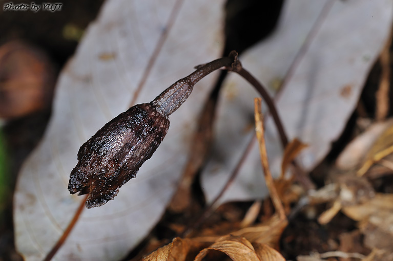 ヤンバルヤツシロラン ハルザキヤツシロラン Gastrodia nipponicoides