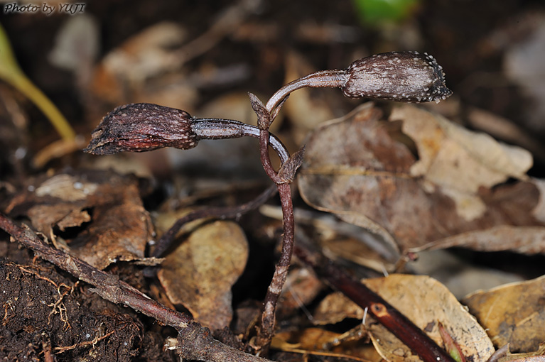 ヤンバルヤツシロラン ハルザキヤツシロラン Gastrodia nipponicoides