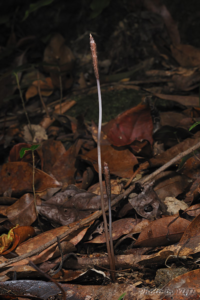 ヤンバルヤツシロラン ハルザキヤツシロラン Gastrodia nipponicoides