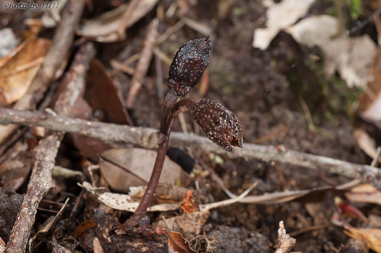 ヤンバルヤツシロラン ハルザキヤツシロラン Gastrodia nipponicoides