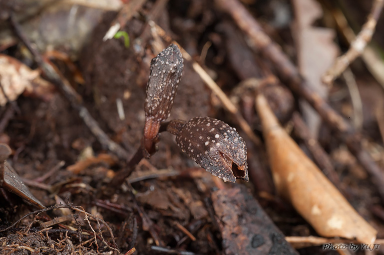 ヤンバルヤツシロラン ハルザキヤツシロラン Gastrodia nipponicoides