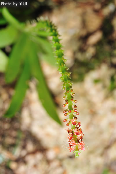 ヨウラクラン Oberonia japonica